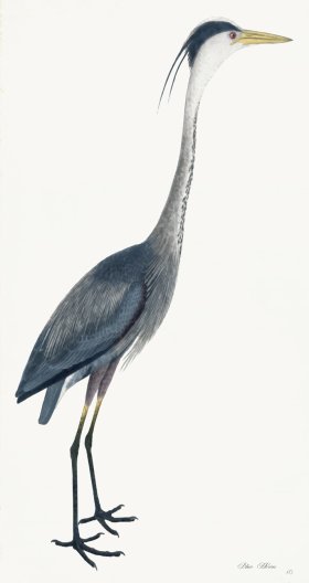 Rudbeck 040 Blue Heron 18x34