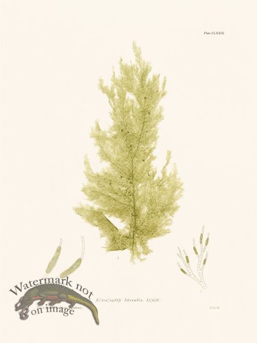 (image for) Bradbury Seaweed 179