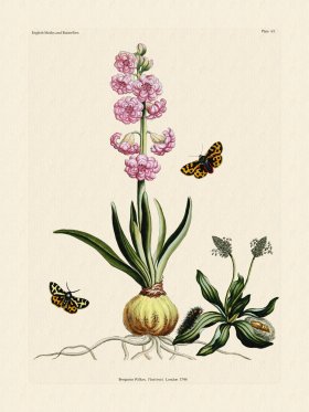 Wilkes Butterflies 063