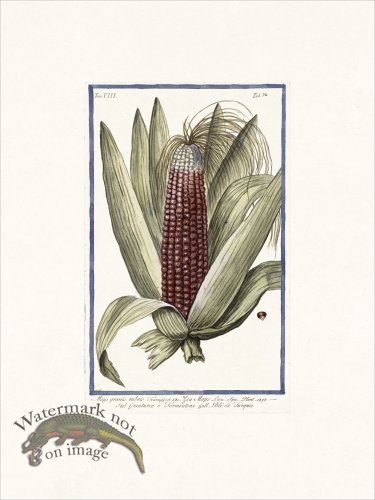 (image for) Bonelli V8 072