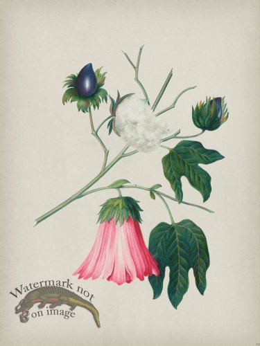 (image for) Andean Botanicals 029