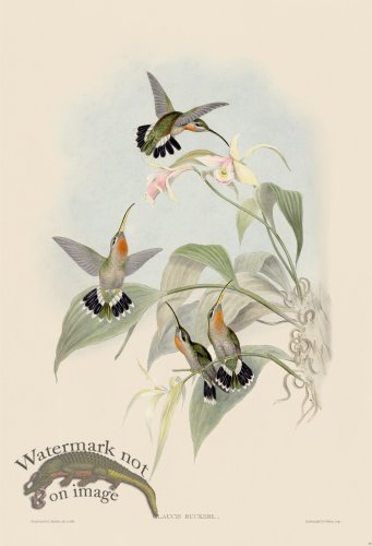 (image for) Gould Hummingbird 011