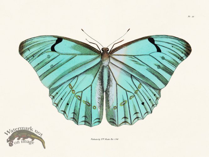 (image for) Nodder BF 50