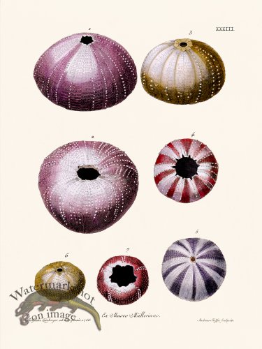 (image for) Knorr Sealife 33