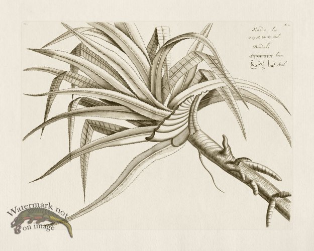 (image for) HORTUS VOL 02 02