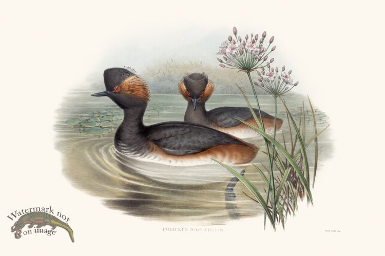 (image for) Gould Waterfowl 26