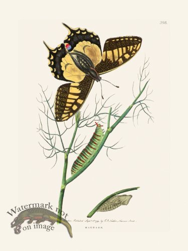(image for) 398 Machaon