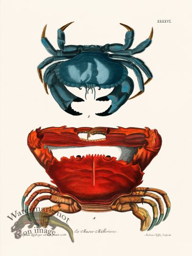 (image for) Knorr Sealife 46