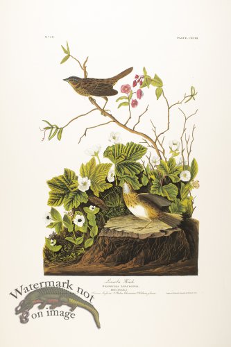 (image for) Lincoln\'s Finch