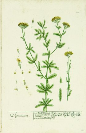 Blackwell German 239