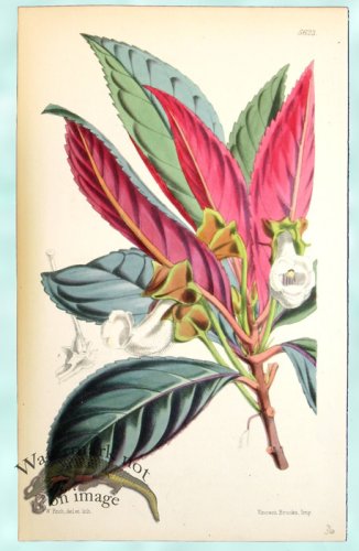 (image for) Curtis Leaves 13