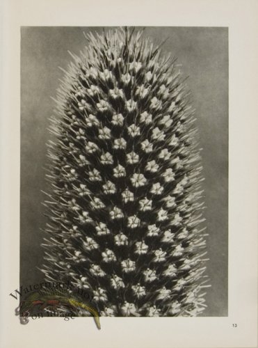 (image for) Blossfeldt T 013