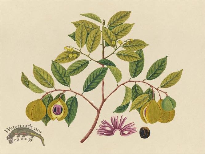 (image for) Far East Fruit and Flowers 35