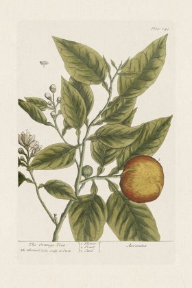 BEE 349 The OrangeTree