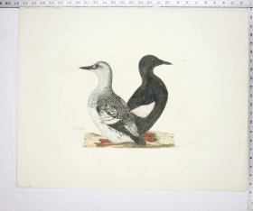Black Guillemot - Summer & Winter Plumage