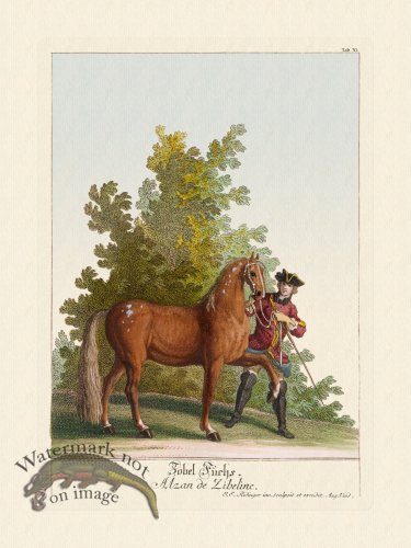 (image for) Ridingers Horses 30