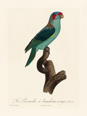 Barraband Parrot 048