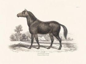 (image for) Jar Horse 08