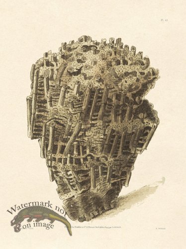 (image for) Shaw Nodder SL 42