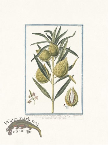 (image for) Bonelli 037 Apocin