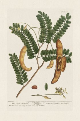 BEE 221 East India Tamarind