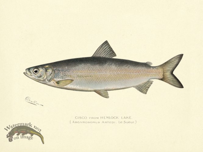 (image for) Cisco from Hemlock Lake