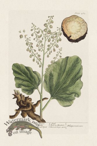 (image for) BEE 262 Rhapontic