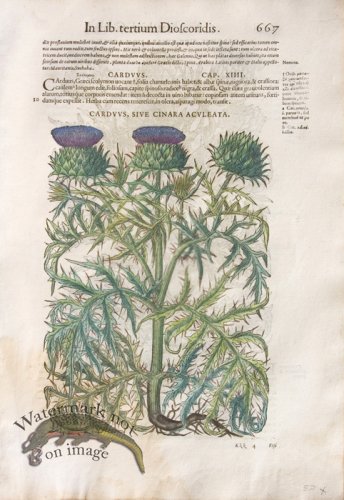 (image for) WB Botanicals 26