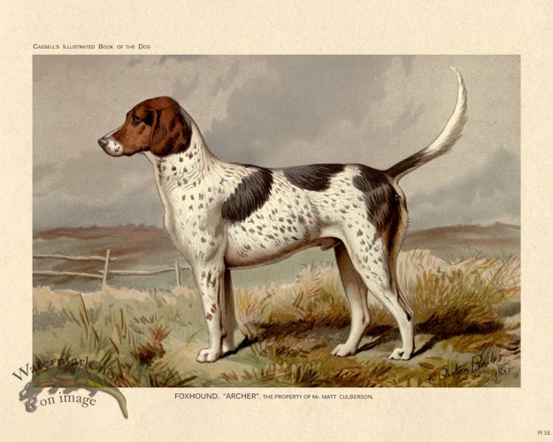(image for) Cassell Dog 18