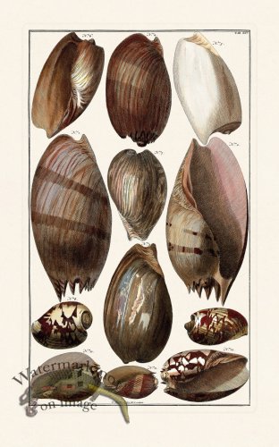 (image for) Seba B2 065