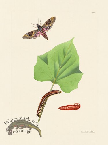 (image for) Abbot Butterfly 032