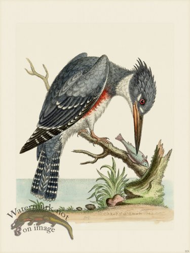 (image for) Edwards 115 American King Fisher