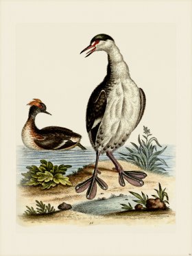 Edwards 096 Black and White Dobchick