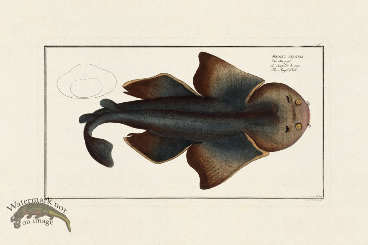 (image for) BLOCH FISH 116