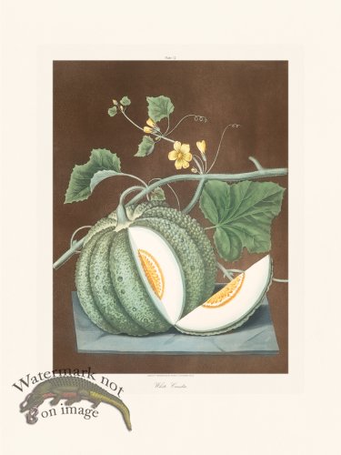 (image for) Brookshaw Fruit 12