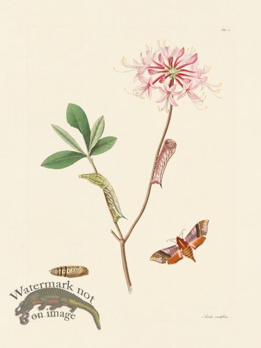 (image for) Abbot Butterfly 027