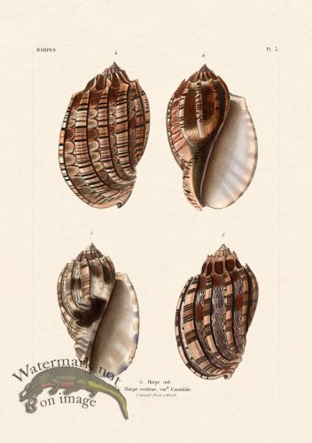 (image for) French Shell 003