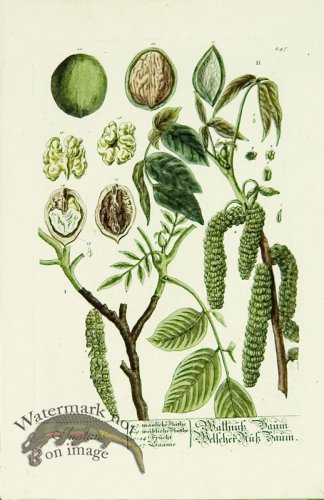 (image for) Blackwell German 180