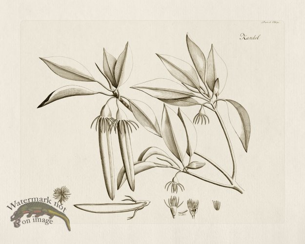 (image for) HORTUS VOl 06 31