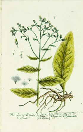 Blackwell German 052