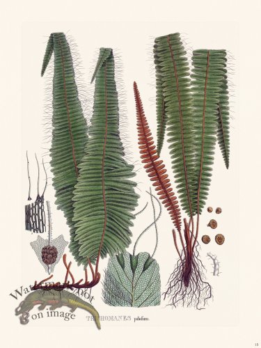 (image for) Ferns of Brazil 15