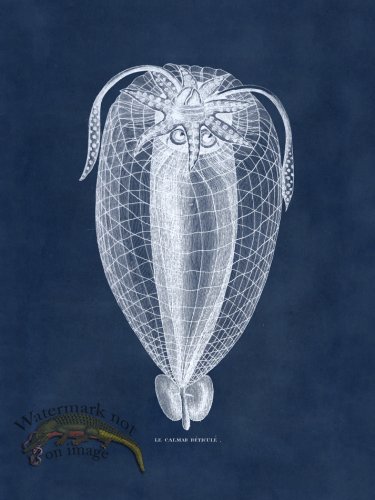 (image for) Octopus Blue 37