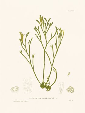 Bradbury Seaweed 135