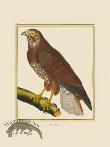 (image for) Martinet Bird 419