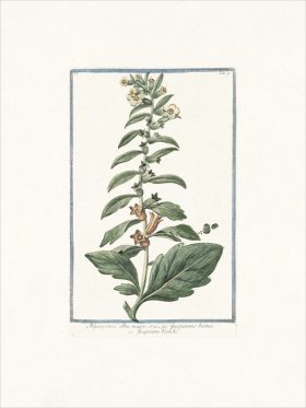 Bonelli 091 White henbane