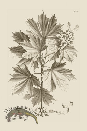 (image for) Abraham Munting 011