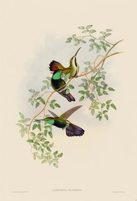 Gould Hummingbird 077