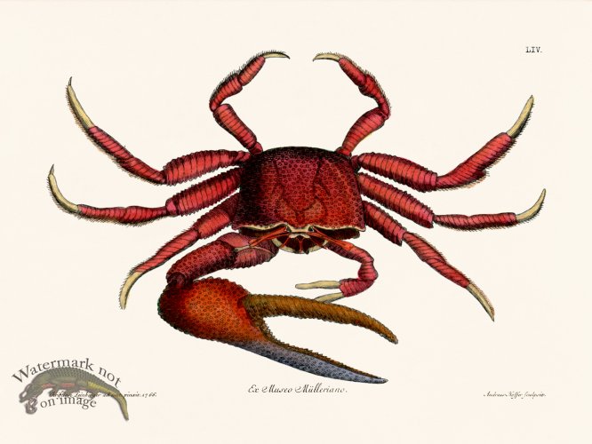 (image for) Knorr Sealife 54