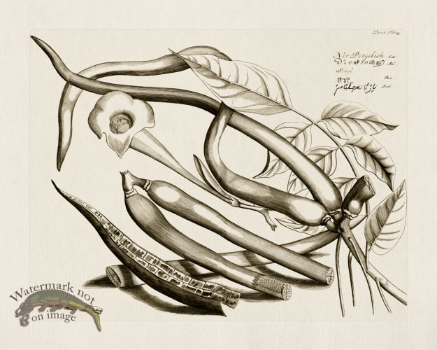 (image for) HORTUS VOl 06 29