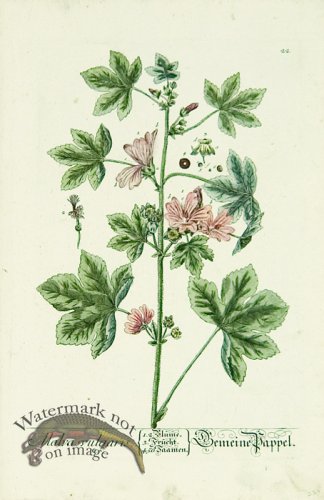 (image for) Blackwell German 223